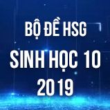 Bộ đề thi HSG môn Sinh học lớp 10 năm 2019