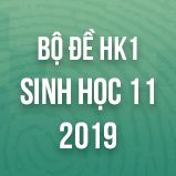 Bộ đề thi HK1 môn Sinh học lớp 11 năm 2019