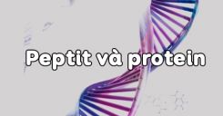 Bài 11: Peptit và Protein