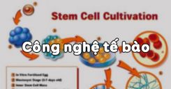 Bài 31: Công nghệ tế bào