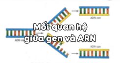 Bài 17: Mối quan hệ giữa gen và ARN