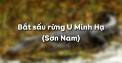Bắt sấu rừng U Minh Hạ - Sơn Nam