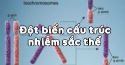 Bài 22: Đột biến cấu trúc nhiễm sắc thể