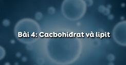 Bài 4: Cacbohiđrat và lipit