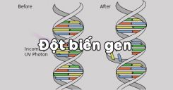 Bài 4: Đột biến gen