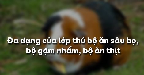 Sinh học 7 Bài 50: Đa dạng của lớp Thú và Bộ Ăn sâu bọ, bộ Gặm nhấm, bộ Ăn thịt - Trường Tiểu học Thủ Lệ