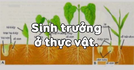 Sinh học 11 Bài 34: Sinh trưởng ở thực vật