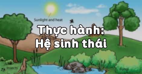 Sinh 9 bài 51: Thực hành hệ sinh thái và vai trò quan trọng của môi trường