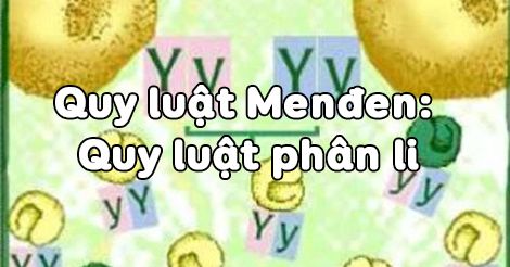 Sinh học 12 Bài 8: Quy luật Menđen Quy luật phân li - HOC247