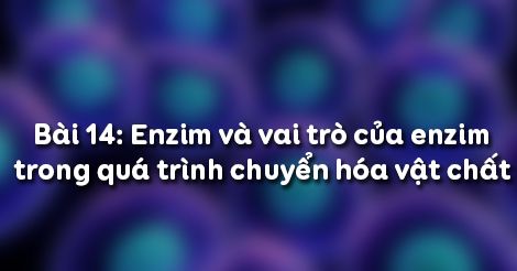 Nên ăn uống những loại thực phẩm nào để hỗ trợ quá trình tiêu hóa và sản xuất enzyme?