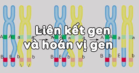 Sinh học 12 Bài 11: Liên kết gen và hoán vị gen