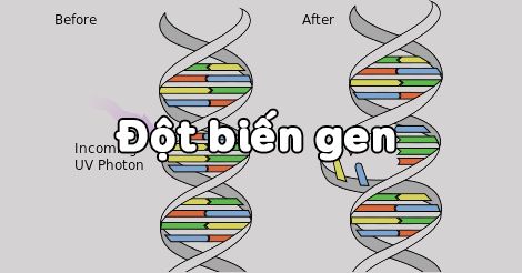 Sinh Học 12 Bài 4: Đột Biến Gen