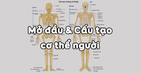 Sinh học 8 Bài 2 Cấu tạo cơ thể người