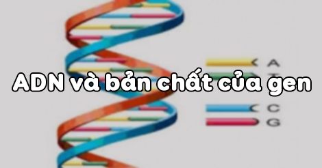 Các bước khám phá gen trong lĩnh vực sinh học như thế nào?
