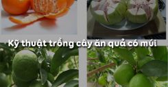 Bài 7: Kỹ thuật trồng cây ăn quả có múi