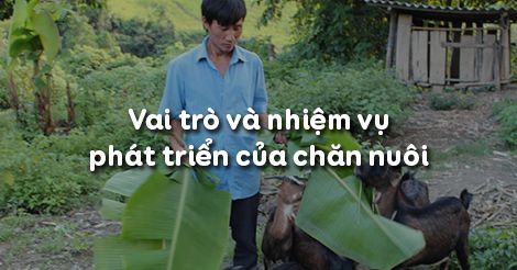 Công nghệ 7 Bài 30: Vai trò và nhiệm vụ phát triển của chăn nuôi