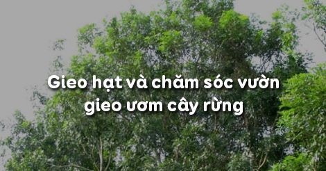 Công nghệ 7 Bài 24: Gieo hạt và chăm sóc vườn gieo ươm cây rừng