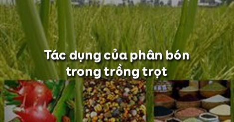 Công nghệ 7 Bài 7: Tác dụng của phân bón trong trồng trọt