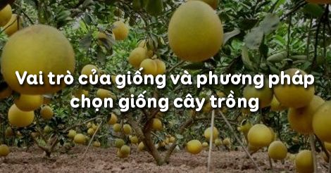 Công nghệ 7 Bài 10: Vai trò của giống và phương pháp chọn giống cây trồng