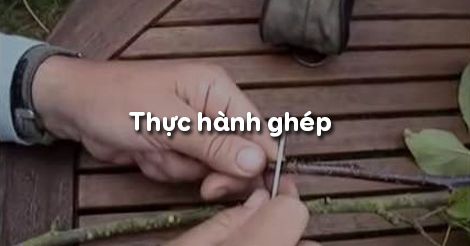 Công nghệ 9 Bài 6: Thực hành ghép - HOC247