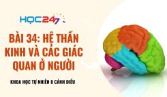 Bài 34: Hệ thần kinh và các giác quan ở người