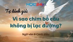 Tự đánh giá: Vì sao chim bồ câu không bị lạc đường?