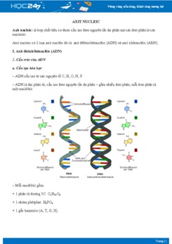 Lý thuyết Axit nucleotit - Sinh học 10
