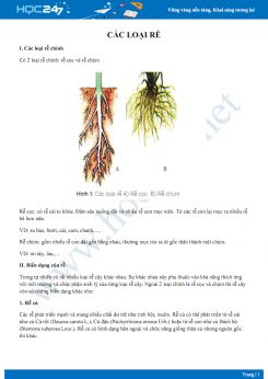 Lý thuyết Các loại rễ - Sinh học 6