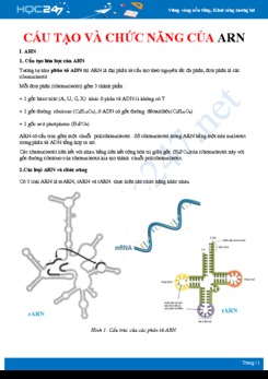 Lý thuyết và bài tập ôn tập cấu tạo và chức năng của ARN Sinh học 12