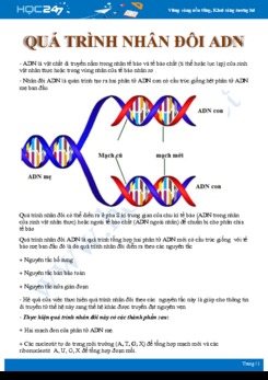 Lý thuyết ôn tập kiến thức diễn biến quá trình nhân đôi ADN Sinh học 12