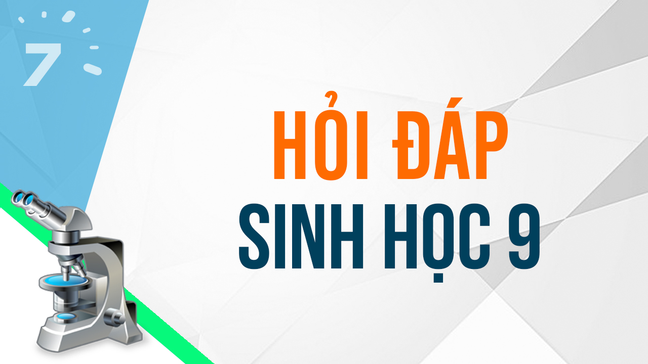 Hệ sinh thái ao hồ tự nhiên hay viết chuỗi thức ăn và lưới ...